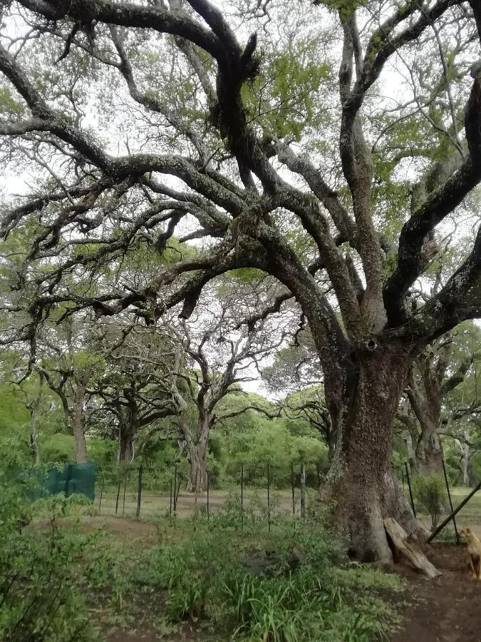 Lebombo Wattle Cottages Hluhluwe Eksteriør bilde