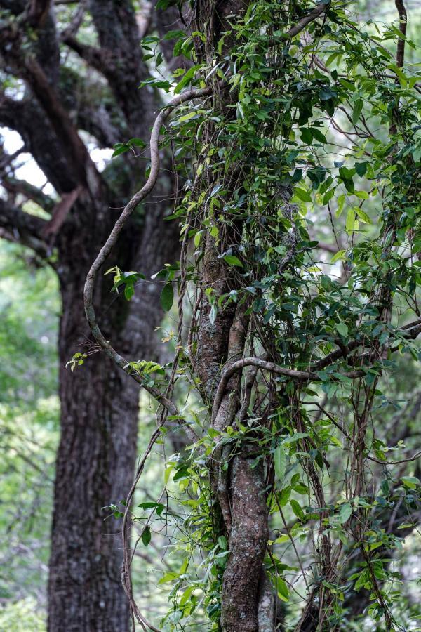 Lebombo Wattle Cottages Hluhluwe Eksteriør bilde