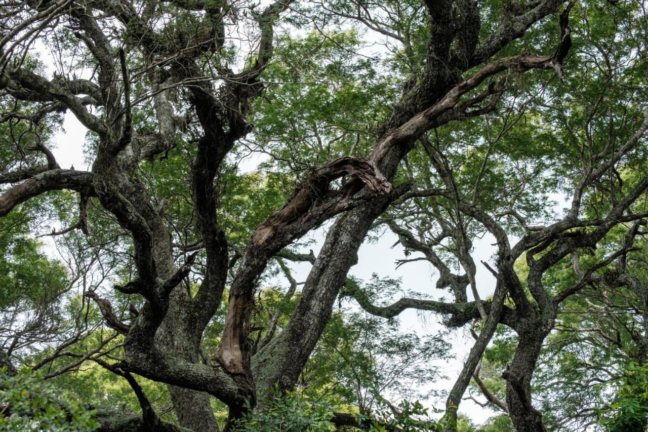 Lebombo Wattle Cottages Hluhluwe Eksteriør bilde