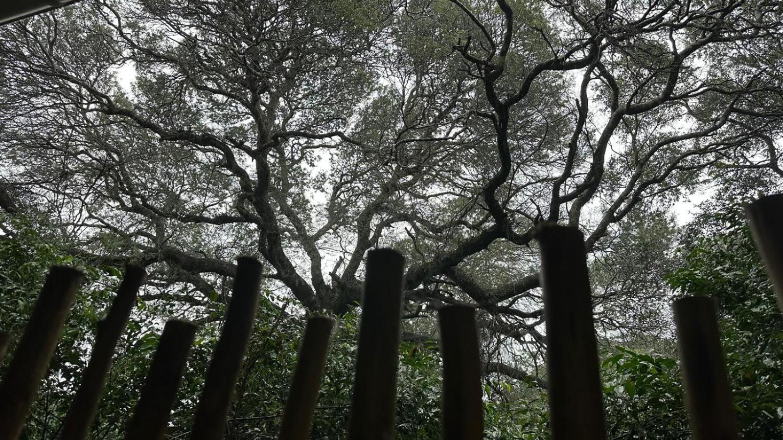 Lebombo Wattle Cottages Hluhluwe Eksteriør bilde